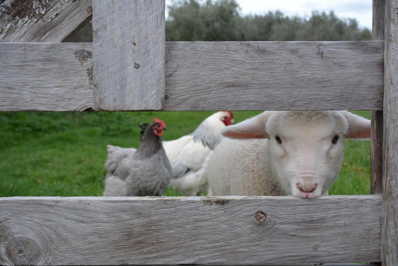 Ddog Vineyard & Bnb Renwick Buitenkant foto