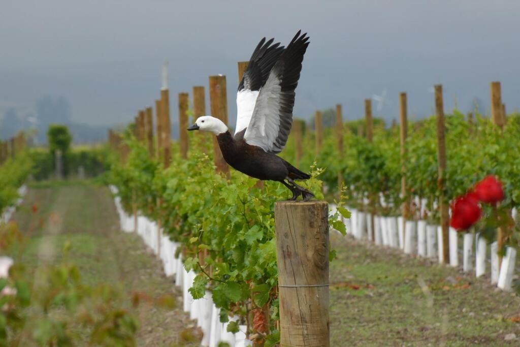 Ddog Vineyard & Bnb Renwick Buitenkant foto