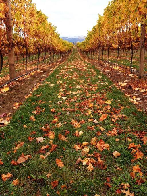 Ddog Vineyard & Bnb Renwick Buitenkant foto