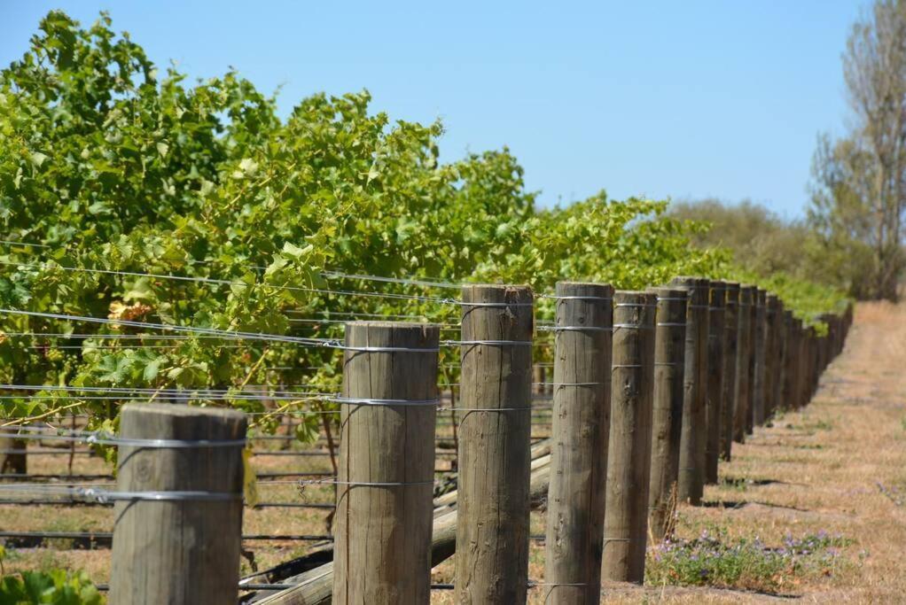 Ddog Vineyard & Bnb Renwick Buitenkant foto