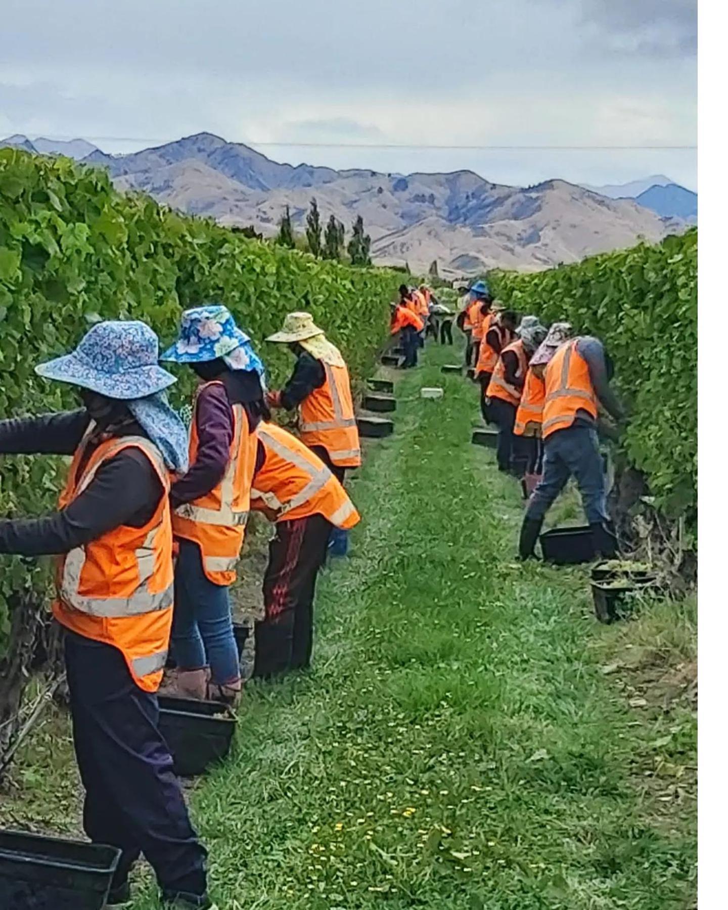 Ddog Vineyard & Bnb Renwick Buitenkant foto