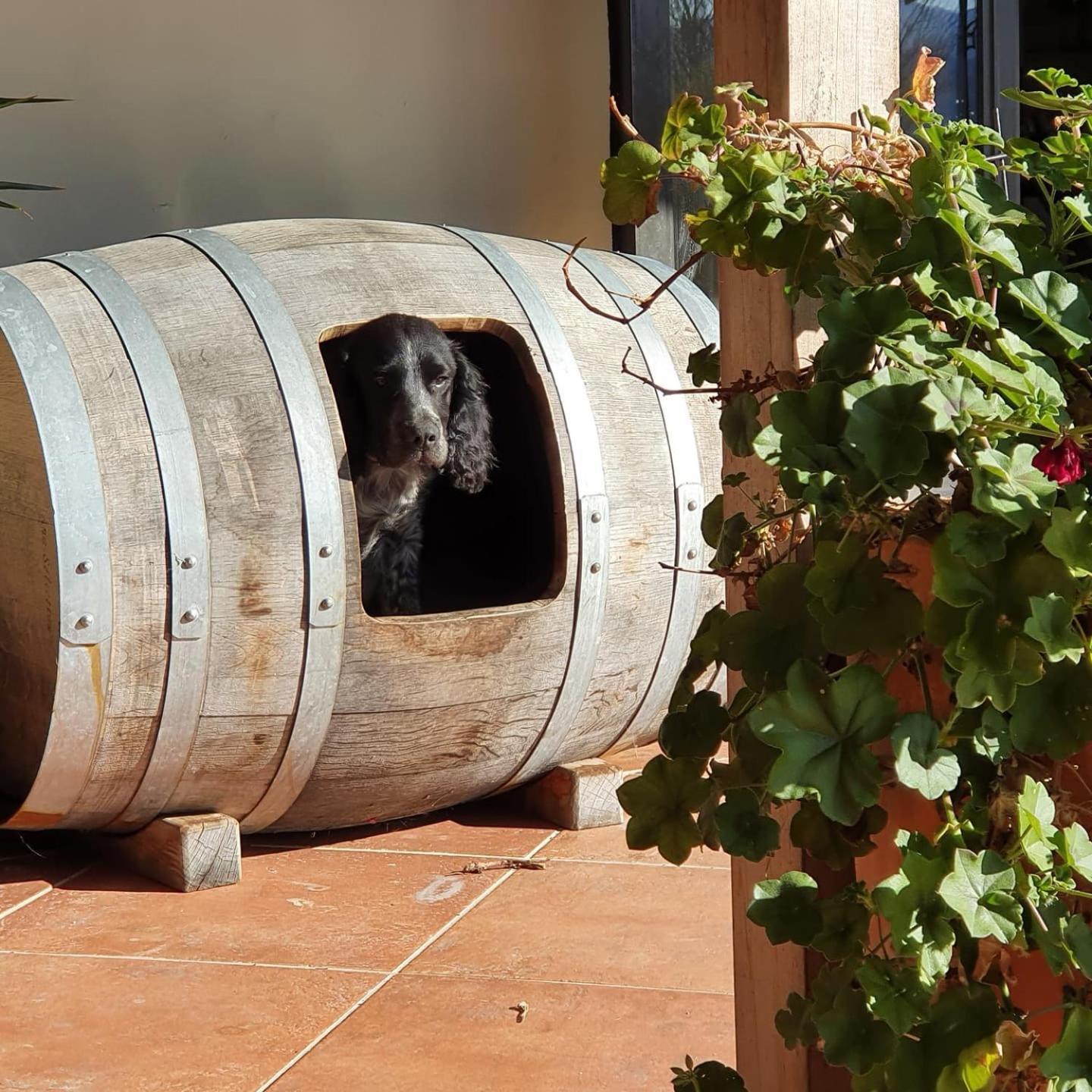 Ddog Vineyard & Bnb Renwick Buitenkant foto