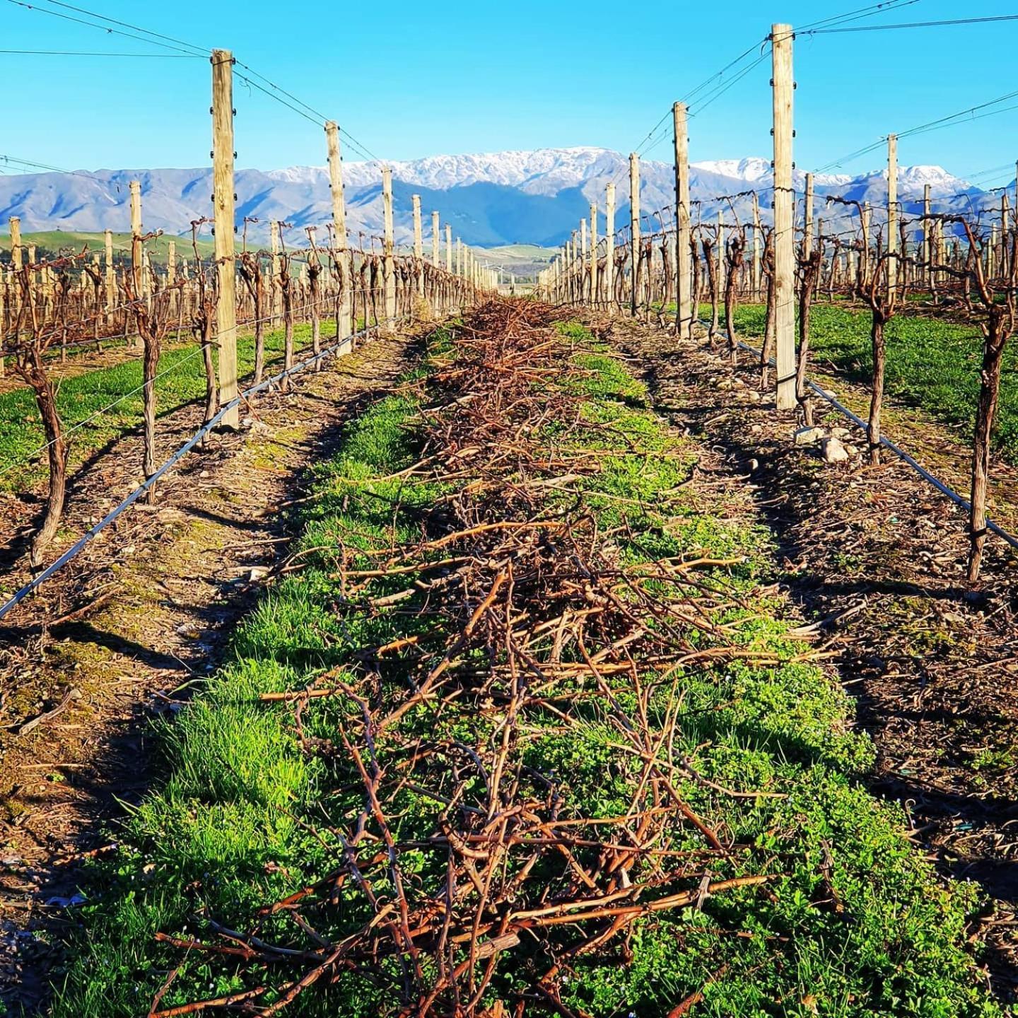 Ddog Vineyard & Bnb Renwick Buitenkant foto
