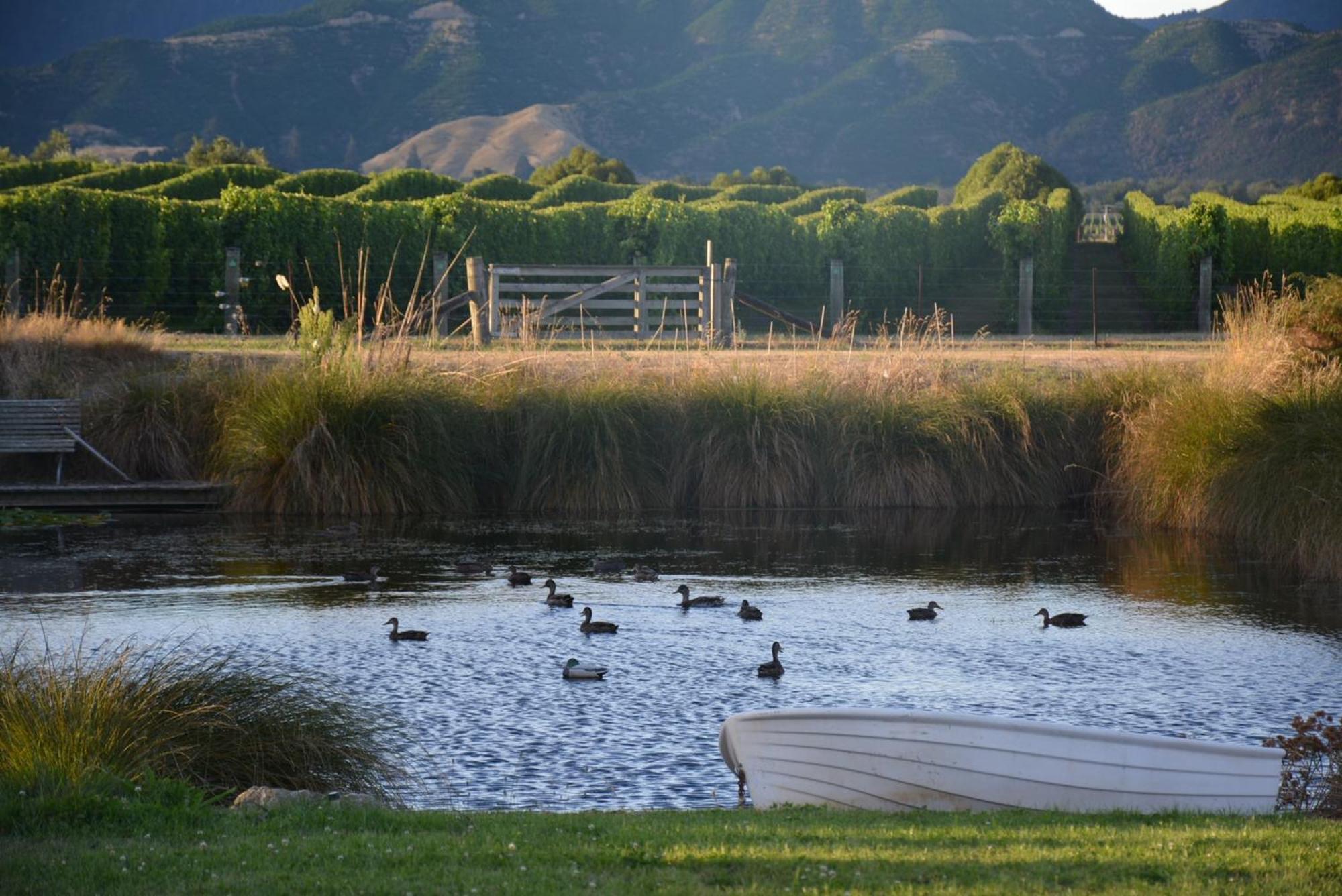 Ddog Vineyard & Bnb Renwick Buitenkant foto