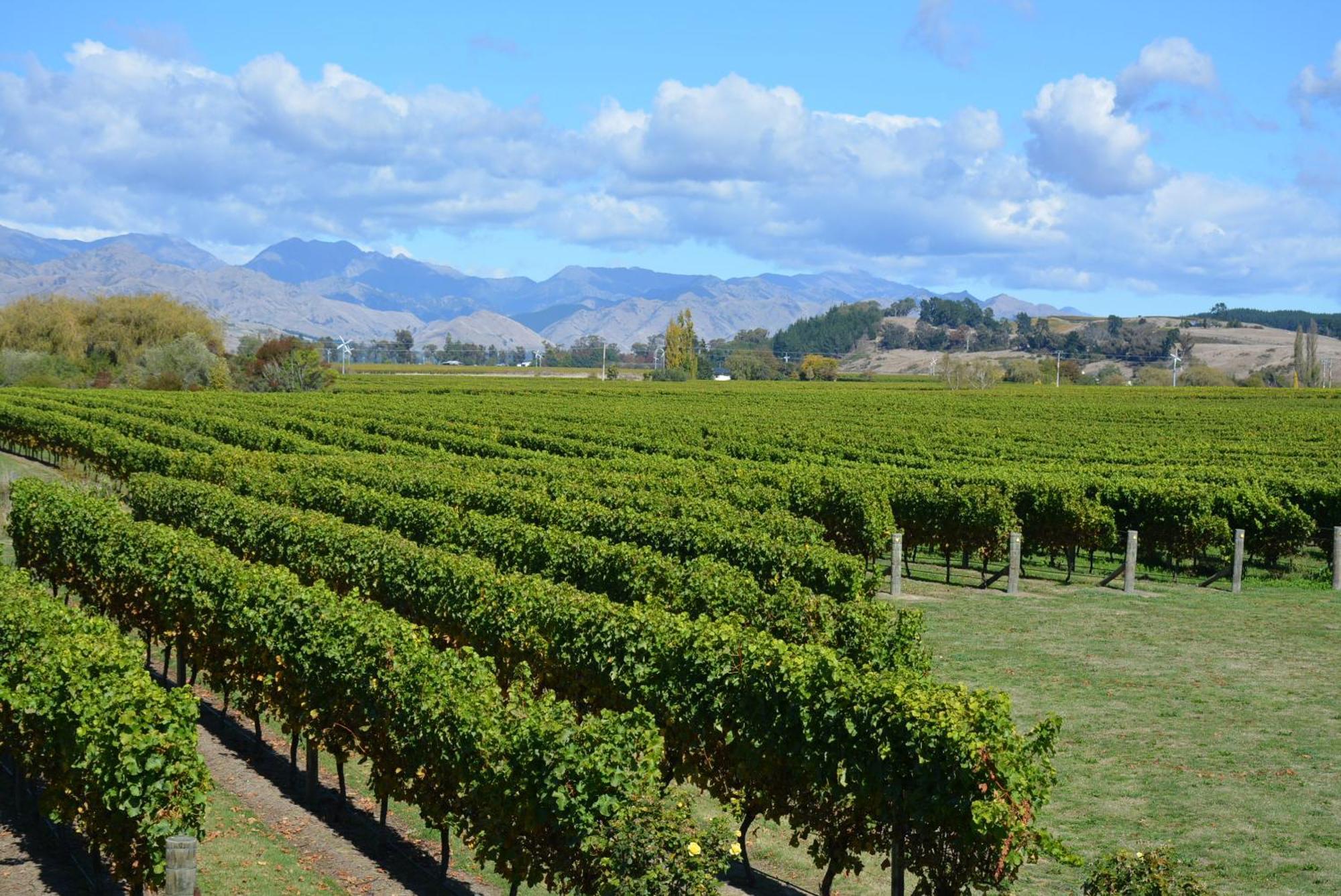 Ddog Vineyard & Bnb Renwick Buitenkant foto